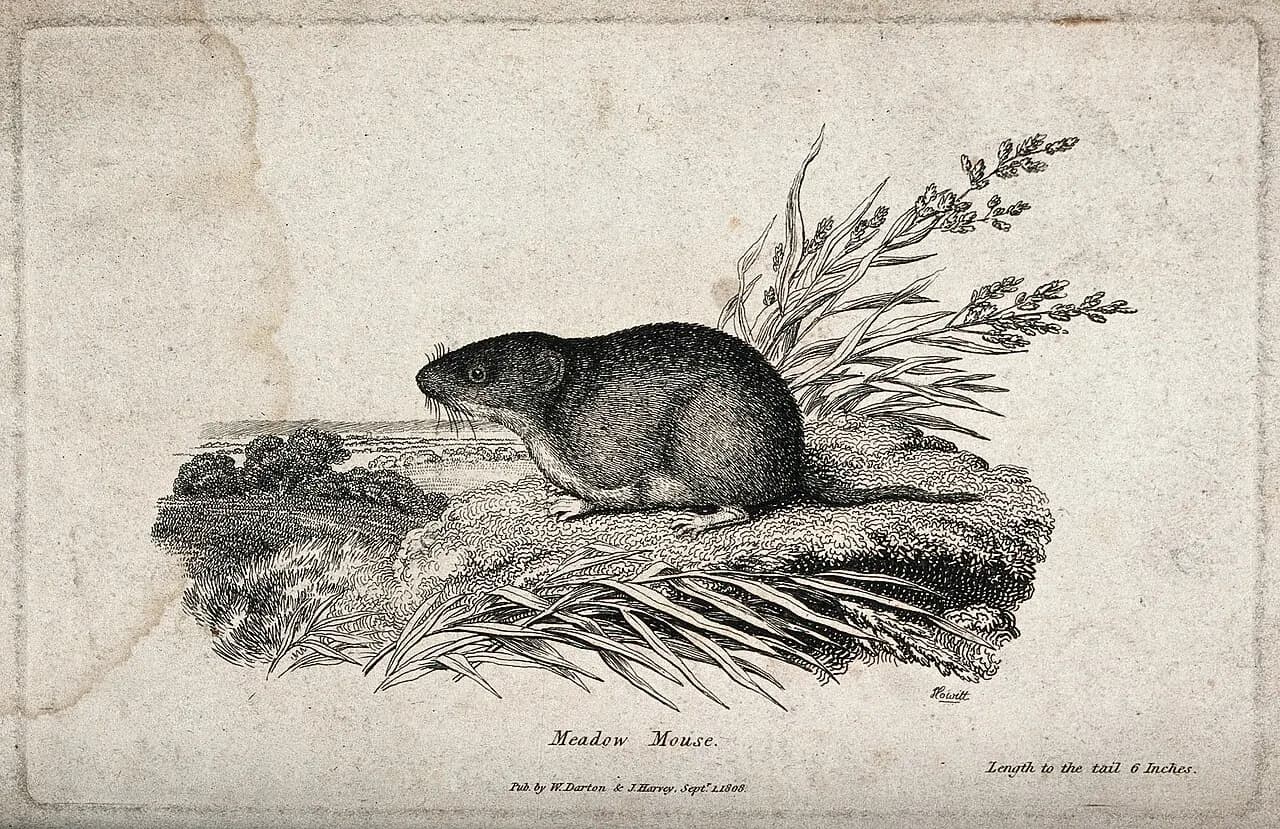 Souris des champs, eau-forte, 1809. Wellcome Collection.