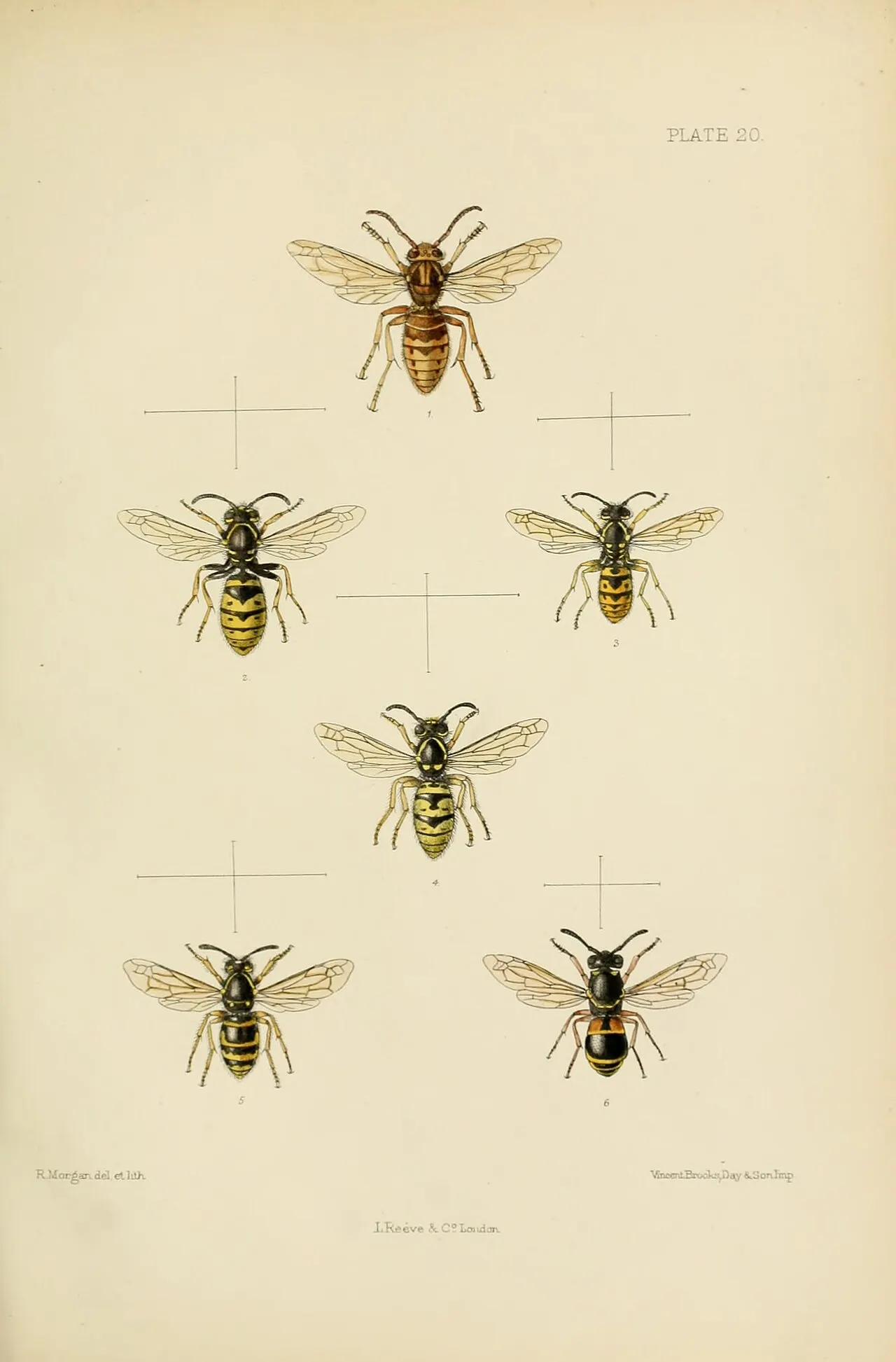 E. Saunders, Hymenoptera, 1896