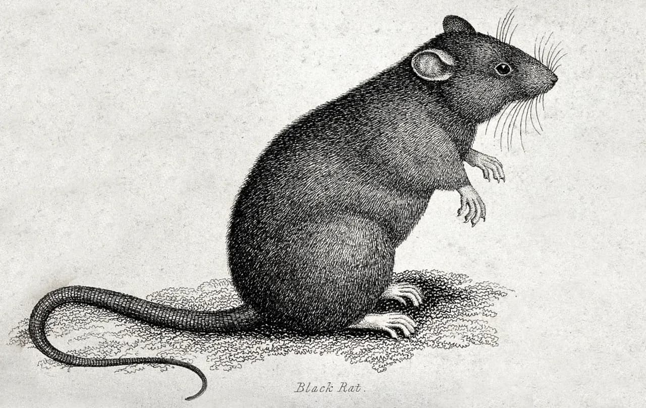Gravure ancienne d'un rat noir
